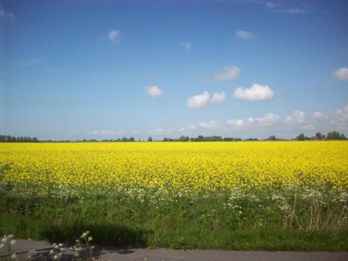 a field of yellow flowers in a field at Fräulein Emma Lotta in Kronsgaard