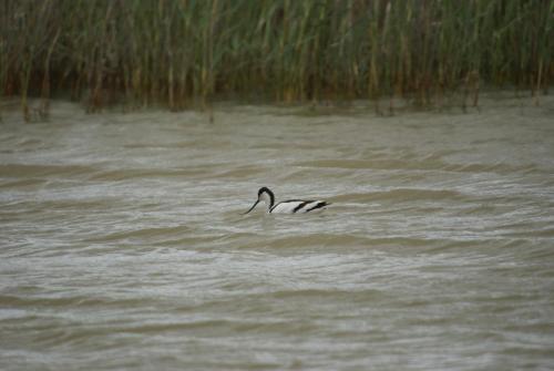 a duck swimming in a body of water at Finca El Romeral in Alpera