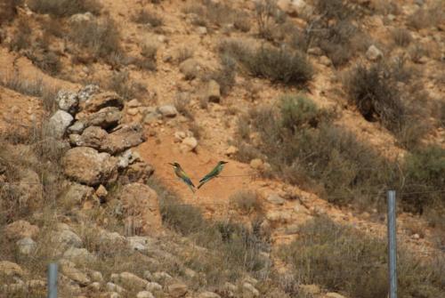 a bird flying in the air over a field at Finca El Romeral in Alpera