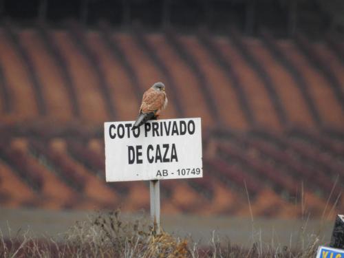 a bird sitting on top of a sign at Finca El Romeral in Alpera