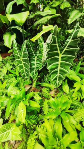 a green plant with large green leaves at Camping watiwara in Buritaca