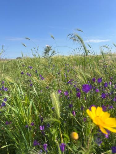 Ảnh trong thư viện ảnh của Anima SARDINIA ở Villaspeciosa