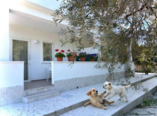 two dogs sitting on the steps of a house at Residenza Villa Terry in Vieste