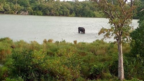 an elephant standing in the middle of a body of water at Nilaveli Beach Rooms in Nilaveli