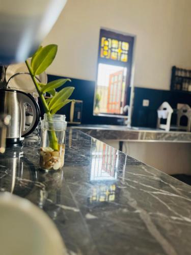 a kitchen counter with a plant on top of it at Rilu Surf Stay Arugambay in Arugam Bay