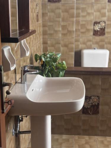 a bathroom sink with a potted plant on it at Tenuta Domine in Imperia