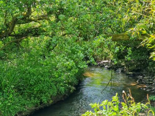 a stream of water with green trees and bushes at Bluebell in Saint Ewe
