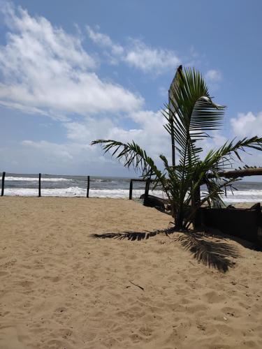 a palm tree on a sandy beach near the ocean at Avish Dubbansasi Beach stay Resort Gokarna in Gokarn