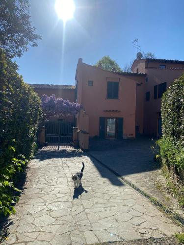 La camera nel verde