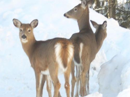 three deer standing in the snow at Chalet Le Pélican in Lac-Superieur