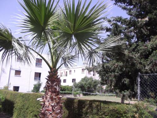 a palm tree in front of a white building at Kefalonitis Hotel Apartments in Paphos City
