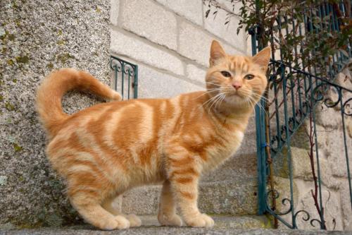 an orange cat standing on steps next to a fence at Casa Das Palmeiras-Pedagogic Farm in Mangualde