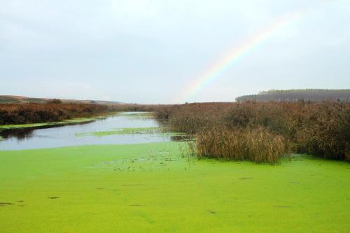 a river with green water and grass in a field at Hospedería de Alesves in Villafranca