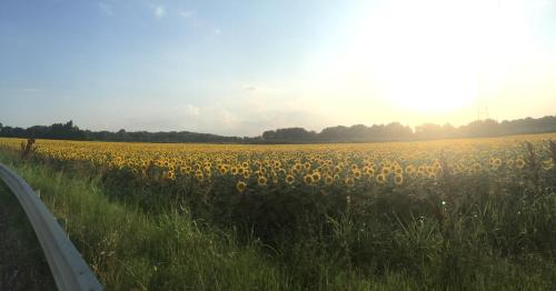a field of sunflowers on the side of a road at Bed & Breakfast Case Osti in Castel Maggiore