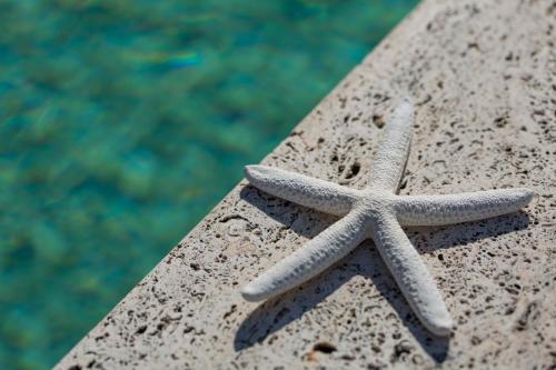 a starfish sitting on a rock next to a pool at Nero D'Avorio Aparthotel & SPA in Rimini