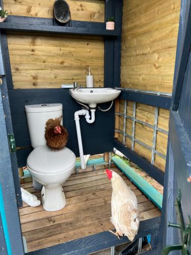 a bathroom with a toilet and a sink and a chicken at GreenFeilds Glamping Stargazing Yurts and Outdoor Spa in Milwich