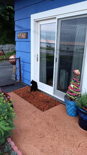 a black cat sitting in front of a door at Blū House in Williamsburg
