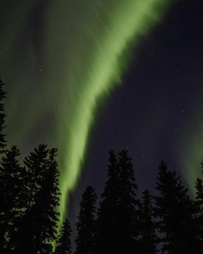 an aurora in the sky with trees in the foreground at NOA VILLAS Aurora Lapland Resort in Takala