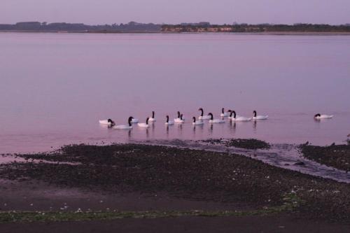 a group of ducks swimming in the water at Cabaña en Caulin 1 in Ancud