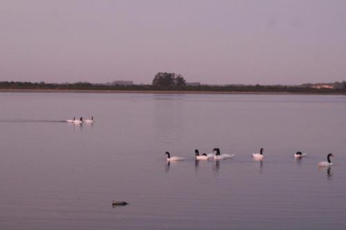 a group of ducks swimming in a lake at Cabaña en Caulin 1 in Ancud