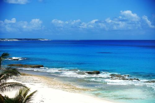 a beach with a palm tree and the ocean at Stella Maris Resort Club in Stella Maris