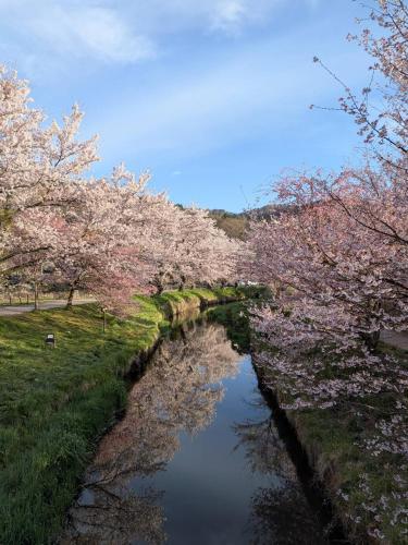 a river with pink cherry trees on the side of it at Oshino Hakkai 1min Private Villa Mt Fuji View Fukujuen 福寿苑 in Oshino