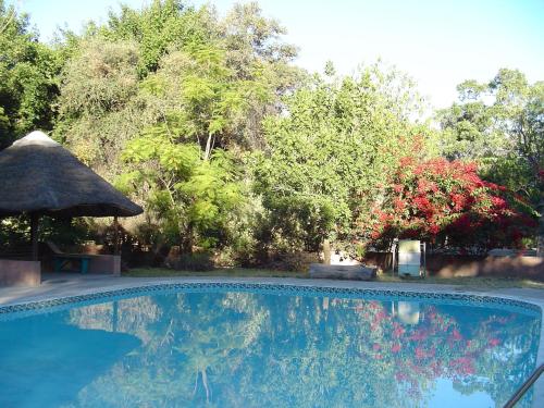 a swimming pool with a straw umbrella and trees at Island Safari Lodge in Maun