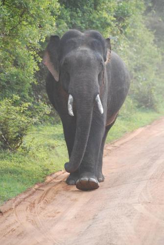 an elephant walking down a dirt road at Yala Peace Cottages in Tissamaharama