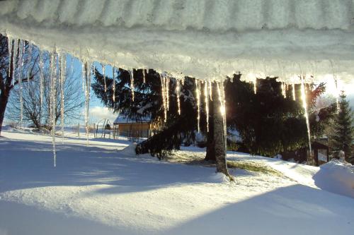 a group of icicles hanging from a tree in the snow at Les Clarines in Mouthe