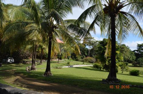 um grupo de palmeiras num parque em Jodokus Inn em Montezuma