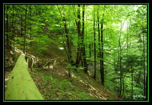 a wooden path in a green forest with trees at Apartment Resman Tršće in Tršće