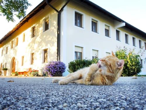 a cat laying on the ground in front of a building at Frühstückspension Herzog zu Laah in Linz