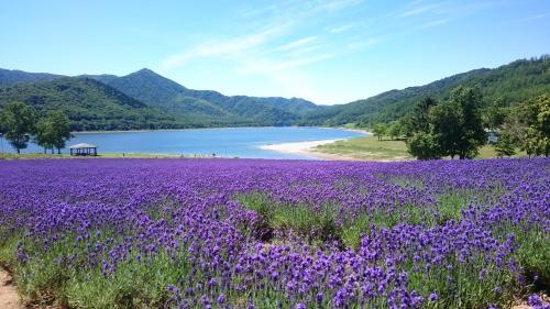 a field of purple flowers in front of a lake at Fairfield by Marriott Hokkaido Minamifurano in Minamifurano