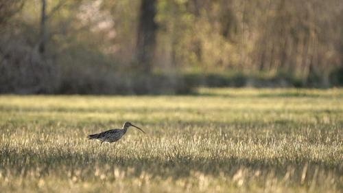 a bird walking through a field of tall grass at Natuurhuis Bes in Rijssen