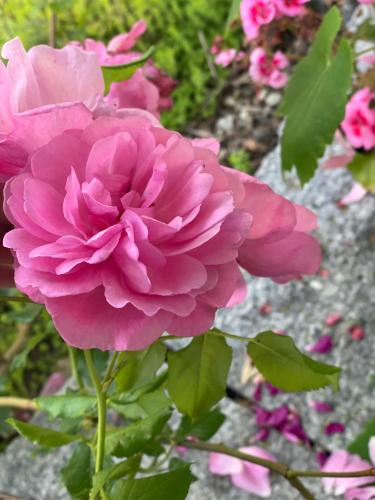 a pink flower is growing in a garden at Your exclusive 2 room & 2 bathroom natural holiday home in Winterthur