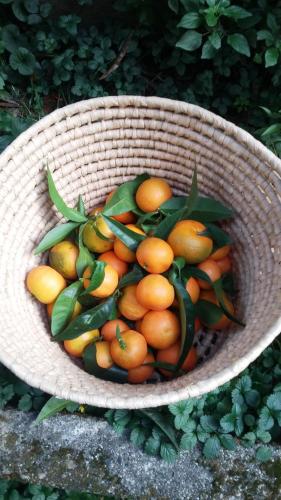 a basket filled with oranges and green leaves at Plan Sea Guest House in Santa Margherita Ligure