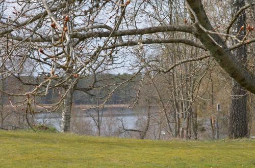 a tree in a field with a body of water at Mullsjö Folkhögskola in Mullsjö