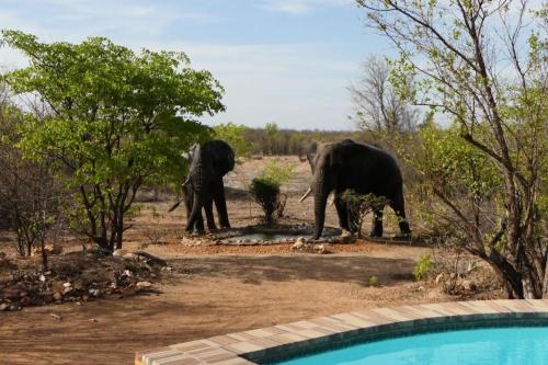 two elephants standing in a field with trees at Bushvilla Umoja Kruger in Phalaborwa