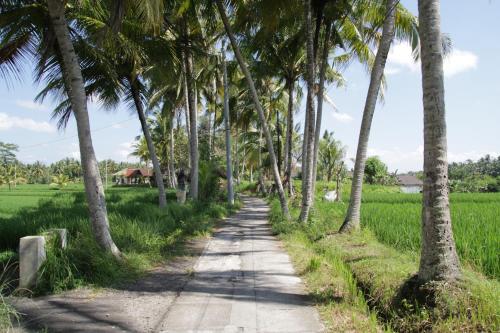a palm tree lined road in front of a rice field at The Samara Villas & Restaurant in Ubud