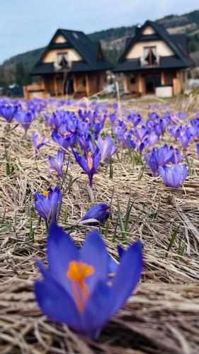 a field of purple flowers in front of a house at Domek Fox House z prywatna balią elektryczną na wyłączność in Kościelisko