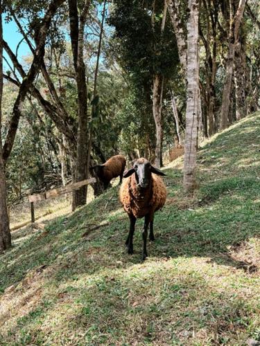 two sheep standing on the side of a hill at Pousada Refúgio Arauca in Campo Alegre