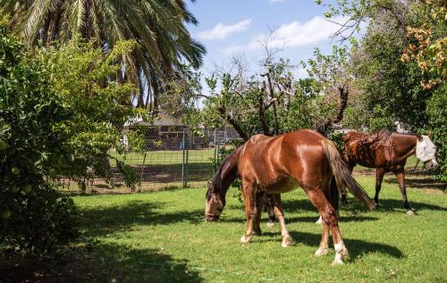 two horses grazing in the grass in a field at Charming 2-BR Farmhouse Backyard Views in Mesa