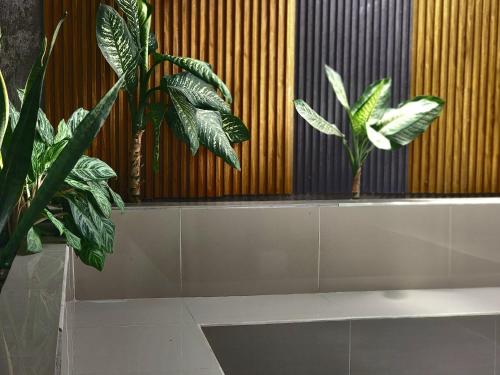 two plants sitting on a shelf in a bathroom at Don Pablo bed and breackfast in Copán Ruinas