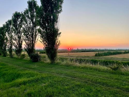 a tree in a field with the sunset in the background at Ca'trecamini in Ca Dolfin