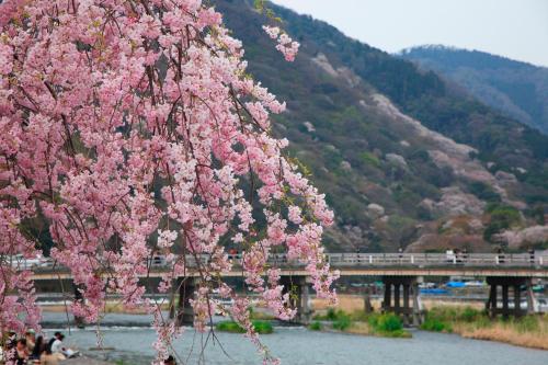 a tree with pink flowers in front of a bridge at Urban Hotel Kyoto in Kyoto