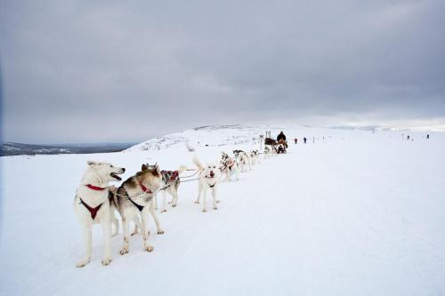 a group of dogs pulling a sled in the snow at Storhogna Högfjällshotell & Spa in Storhågna