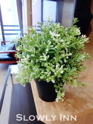 a potted plant sitting on top of a table at Slowly inn in Hengchun