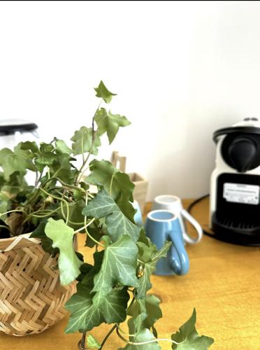 a green plant in a basket on a table at Charmants Appartements au coeur d'Arras in Arras