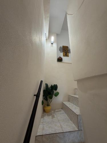 a hallway with stairs with a potted plant in it at Down Town Apartments in Kavála