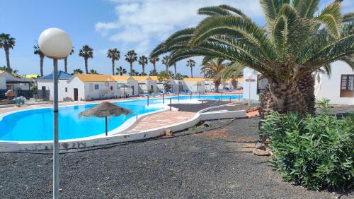 a swimming pool with a palm tree next to a resort at First Love in Caleta De Fuste